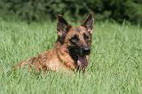 BERGER ALLEMAND 1206